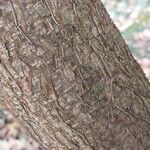 Corylus americana Bark