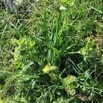 Bupleurum angulosum Hábito