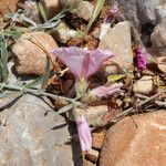 Convolvulus oleifolius Habit