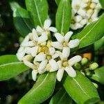 Pittosporum tobiraBloem