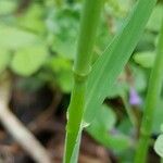 Milium effusum Cortiza