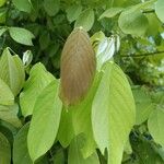 Dendrolobium umbellatum Leaf