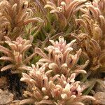 Castilleja nana Flower