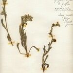 Pardoglossum cheirifolium Flower