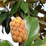 Magnolia grandiflora Meyve