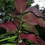 Drymonia macrophylla Annet