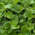 Centella asiatica Folha