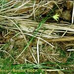 Gagea spathacea Habitus