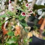 Euphorbia guiengola Flower