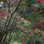 Euphorbia dendroides Habit