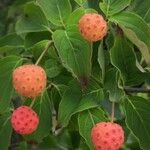 Cornus kousa Fruit