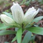 Gentiana villosa Flower