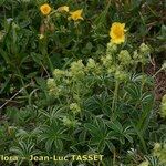 Alchemilla alpigena Habit