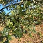 Quercus garryana Hoja
