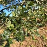 Quercus garryana Blad