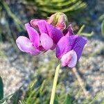 Lathyrus japonicusFlower