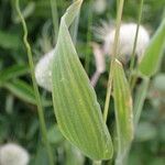 Lagurus ovatus Feuille