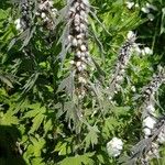 Leonurus quinquelobatus Hoja