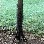 Verschaffeltia splendida Bark
