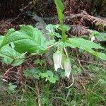 Prosartes smithii Habit