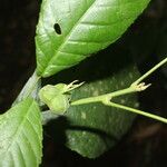 Cleidion castaneifolium Hedelmä