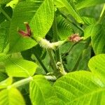 Juglans cinerea Blomma