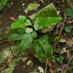 Asplenium sagittatum Natur