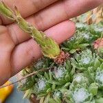 Sempervivum arachnoideum Leaf