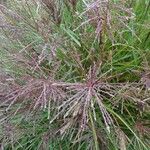 Miscanthus sinensis Fula