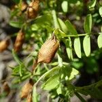 Vicia lens Fruitua