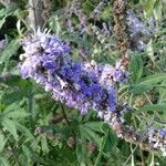 Vitex agnus-castusফুল