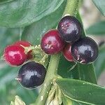 Sarcococca hookeriana Fruit