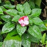 Impatiens wallerianaKukka