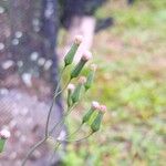 Emilia sonchifolia Kukka