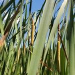 Typha orientalis Blodyn