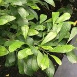 Trilepisium madagascariense Jani