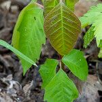 Toxicodendron rydbergii Leaf