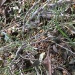 Anabasis articulata 树皮