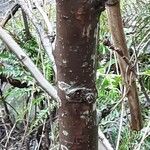 Pyrus pyrifolia 樹皮