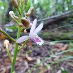 Eulophia maculata Blomst