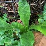 Lactuca virosa Liść