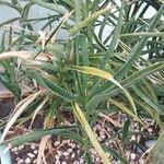 Dracaena arborescens