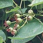 Elaeagnus macrophylla Ffrwyth