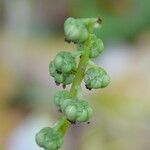 Pyrola minor Fruit