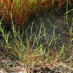 Parapholis filiformis Habit