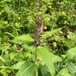 Stachys alpina Flower