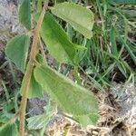 Grewia bicolor Leaf