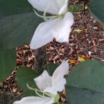 Bauhinia acuminata Fiore