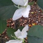 Bauhinia acuminata Flor