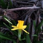 Narcissus minor Flower